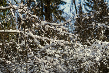 snow covered tree trunks and vegetation in abstract lush texture