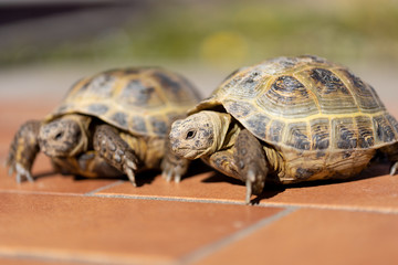 Couple of wild land turtle on the floor. Front shot