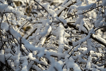 snow covered tree trunks and vegetation in abstract lush texture