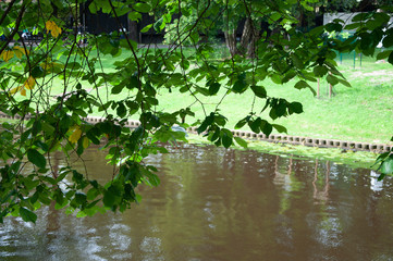 green leaves on the water