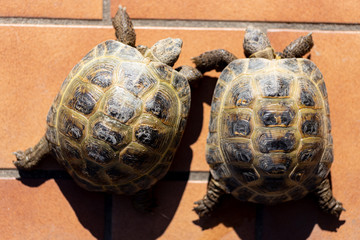 Couple of wild land turtle on the floor. Top view 