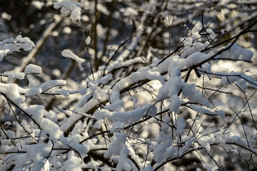 snow covered tree trunks and vegetation in abstract lush texture