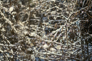 snow covered tree trunks and vegetation in abstract lush texture