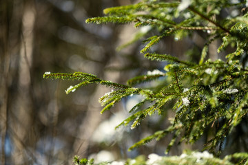 spruce tree leaves and pins in sunny winter covered with some snow and ice on blur background
