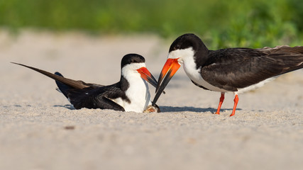 A nesting pair Black Skimmer with their hatchling only minutes old.