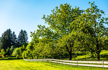 old wooden fence