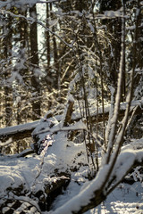 snow covered tree trunks and vegetation in abstract lush texture