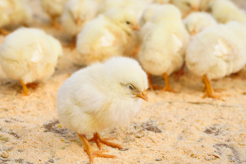 目をつぶっているヒヨコ © Kichi