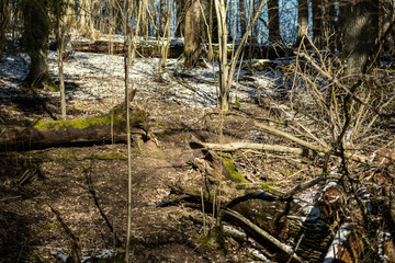 forest with old tree trunks and green vegetation in winter