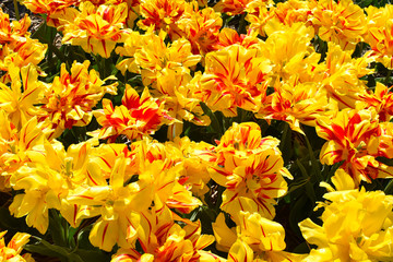 tulip field in Holland