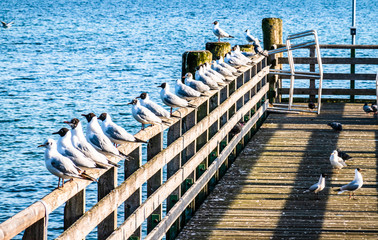 Obraz premium old wooden jetty at a lake