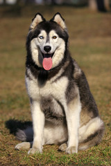 Husky dog sits on the grass in summer