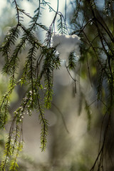 spruce tree leaves and pins in sunny winter covered with some snow and ice on blur background