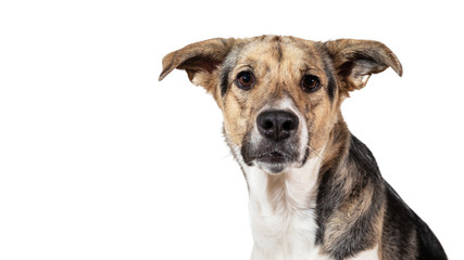 Sheperd isolated on white with space for text