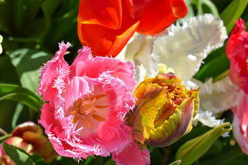 terry tulips in Holland
