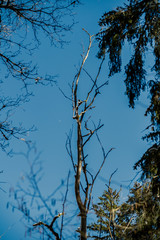 forest with old tree trunks and green vegetation in winter