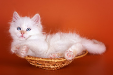 Fototapeta na wymiar white fluffy kitten lies in a wicker basket