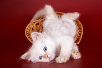 Fototapeta na wymiar white fluffy kitten lies on its back and plays