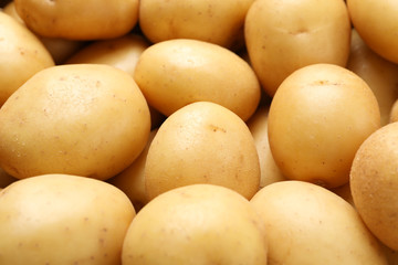 Young potato on whole background, close up