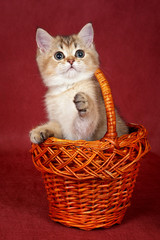 Fototapeta na wymiar British tabby red cat kitten sits in a basket and plays