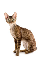 red sphynx tabby cat sitting isolated on white