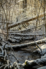 snow covered tree trunks and vegetation in abstract lush texture