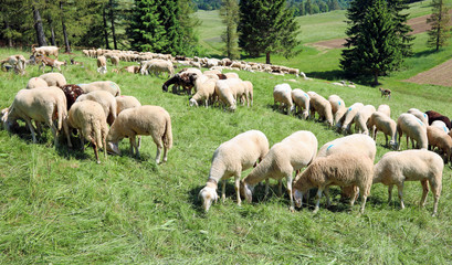 Obraz na płótnie Canvas sheep grazes on the moutain meadow