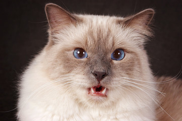 Portrait of a brown fluffy cat Neva Masquerade Siberian