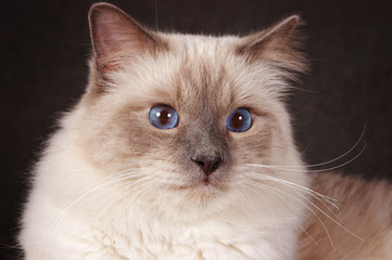 Portrait of a brown fluffy cat Neva Masquerade Siberian