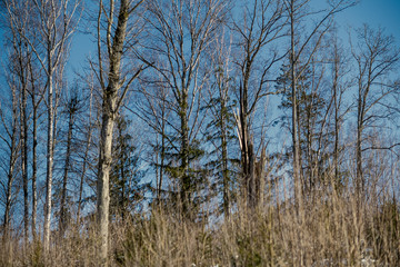 forest with old tree trunks and green vegetation in winter