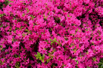 Closeup of a blooming bush of bright purple rhododendron