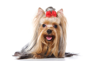 Yorkshire Terrier dog (isolated on white)