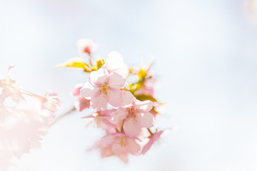 青空と桜の花びら