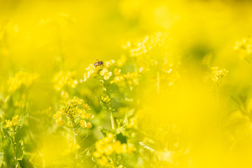 菜の花とミツバチ