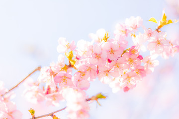 青空と桜の花びら