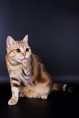 Fototapeta na wymiar Ginger tabby cat british licks paw