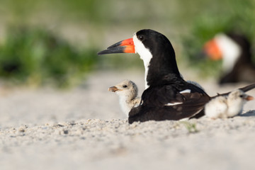 A Black Skimmer nestling with its mother.