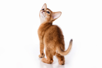 Abyssinian cat red kitten (isolated on white)