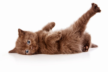 Brown british cat kitten plays (isolated on white)