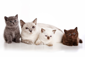 Fototapeta na wymiar British cat and three kittens (isolated on white)
