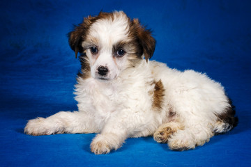 Puppy of a Chinese crested dog on a blue background