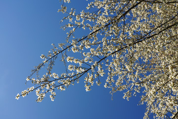 white peach tree blossom on blue sky springtime concept