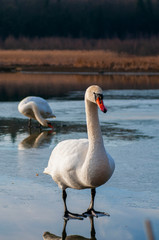 white swan paws on the ice reflecting