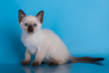 little siamese kitten on a blue background