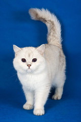 Fluffy white Siberian cat on a blue background