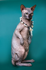 Sphynx hairless cat with beads stands on its hind legs.
