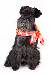 Schnauzer dog with a scarf on his neck (isolated on white)