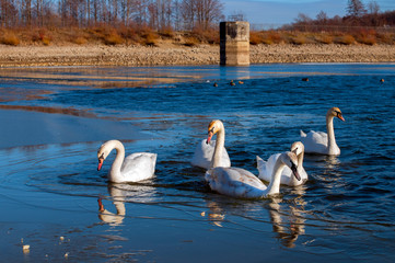 white swans group on the lake swim well under the bright sun