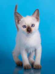 little siamese kitten on a blue background
