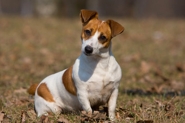 Dog jack russell terrier outdoors in autumn